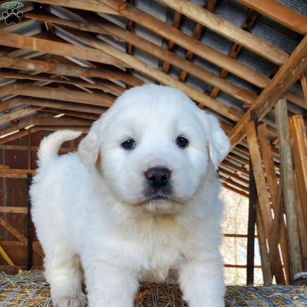 Herald, Great Pyrenees Puppy